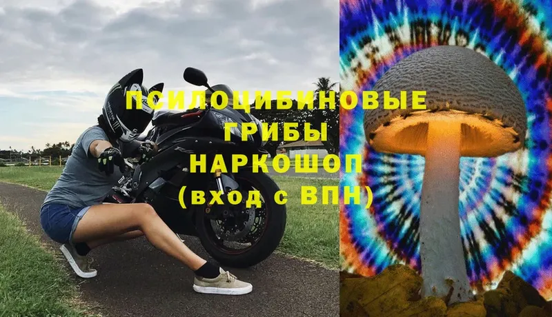 нарко площадка телеграм  Болотное  Галлюциногенные грибы Cubensis 